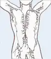 The human lymphatic system