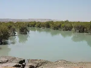 منطقه حفاظت‌شده جنگل حرا