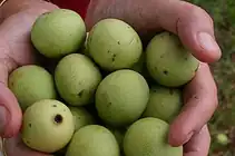 میوه سبز مارولا