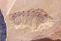 فسیل Microdictyon sinicum.