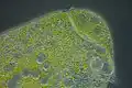 Stentor polymorphus به همراه جلبک همزیست