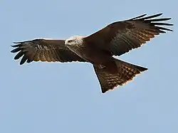 کورکور سیاه
