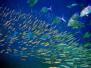 Predator bluefin trevally sizing up schooling anchovies