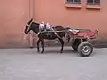 الاغ در مراکش یک وسیله نقلیه چرخدار را یدک می‌کشد