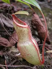 N. benstonei × N. mirabilis