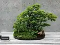 بونسای نارون چینی