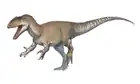 Neovenator salerii