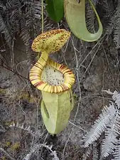 N. mirabilis var. echinostoma × N.&nbsp;rafflesiana