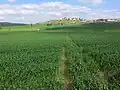 گندمزارها در دره الاه