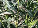 Northern corn leaf blight
