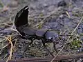 Ocypus sp.