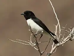 چکچک سیاه شکم‌سفید