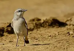 چکچک دم‌سرخ
