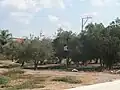 در دهه ۱۹۸۰ درختان زیتون فراوانی در سراسر موشاو کاشته شد. در تصویر: فصل چیدن زیتون.