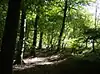 Oveys Wood