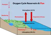 Diagram of the oxygen cycle