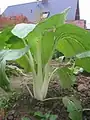 نمای جانبی بوتهٔ پاک‌چوی
