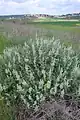 مریم‌گلی دومینیکن (Salvia dominica) با نوه میخائل در پس‌زمینه