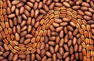 گردوی آمریکایی با پوست و پوست‌کنده