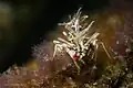 Phyllognathia ceratophthalma