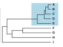 Schematic phylogram with nine species, five of which form a group with short branches, separated from the others by a long branch