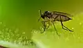 پشه قارچ سیاه‌بال در چرب‌گیاه مورانی گرفتار شده است.