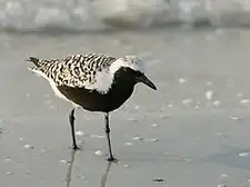 سلیم خاکستری