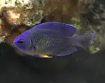 Pomacentrus caeruleus