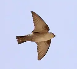 چلچله بیابانی