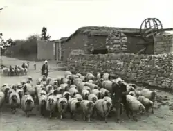 چوپان با گوسفندان در قسطینه، پیش از ۱۹۴۸