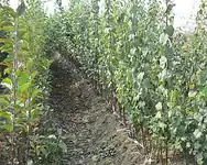 نهالستان به