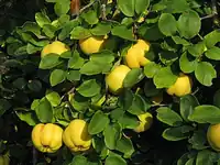 میوه‌ها روی درخت