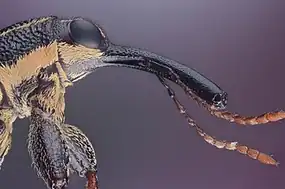 تصویر بزرگ شده از سر  سوسکچه پوزه‌دراز