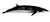 Antarctic minke whale illustration with a dark top, a creamy underside, a long robust body, and a dorsal fin where the back begins to slope down