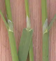 زبانک در نوعی چمن