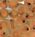 Salmon eggs. The growing larvae can be seen through the transparent egg envelope. The black spots are the eyes.