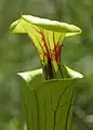 دهانه کوزه با کلاهک