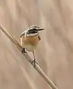 چک بوته‌ای