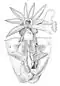 Dissected Sepia officinalis