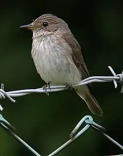 مگس‌گیر خال‌دار