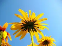 بوستان علوی در فصل بهار