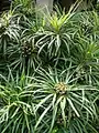 Osmoxylon lineare