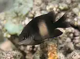 Stegastes nigricans