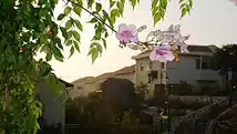 شکوفه‌ها در تل منشه