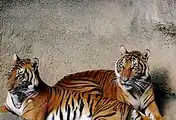 ببر سوماترا