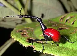 Trachelophorus giraffa