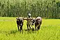 روش‌های کشاورزی سنتی با استفاده از گاو