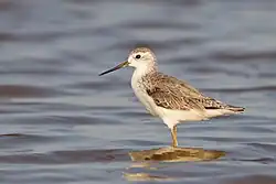 آبچلیک تالابی