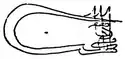 Tughra of Murad II
