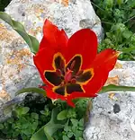 لاله باغچه‌ای Tulipa agenensis